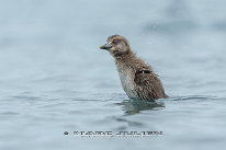 Eider à duvet