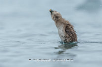 Eider à duvet Poussin