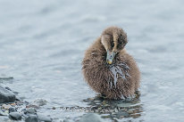 Eider à duvet Poussin