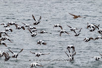 Eider à duvet