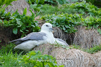 Fulmar Boréal