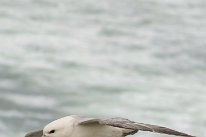 Fulmar Boréal