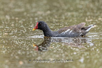 Gallinule poule d'eau