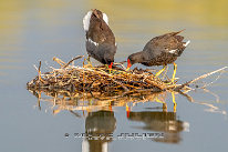 Gallinule poule d'eau