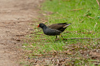 Gallinule poule d'eau