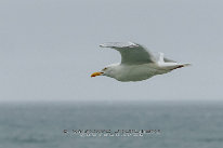 Goeland argenté