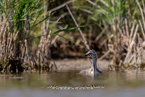 Grèbe huppé juvenile