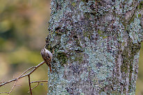 Grimpereau des bois