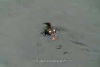 Guillemot à miroir