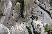 Guillemot de Troïl