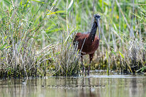 Ibis falcinelle