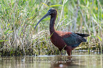 Ibis falcinelle