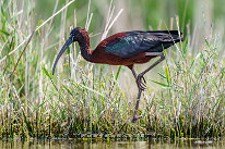 Ibis falcinelle