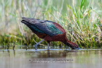 Ibis falcinelle