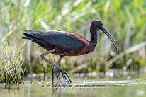 Ibis falcinelle