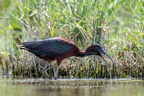 Ibis falcinelle