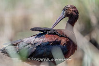 Ibis falcinelle