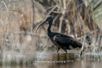 Ibis falcinelle