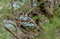 Ibis falcinelle