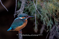 Martin-pêcheur d'Europe Femelle