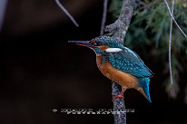 Martin-pêcheur d'Europe Femelle