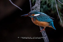 Martin-pêcheur d'Europe Femelle