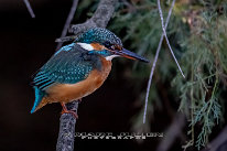 Martin-pêcheur d'Europe Femelle