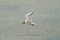 Mouette rieuse Plumage nuptial