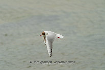 Mouette rieuse Plumage nuptial