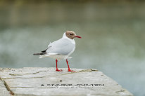 Mouette rieuse Plumage nuptial