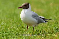 Mouette rieuse