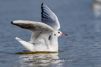 Mouette rieuse