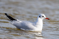 Mouette rieuse