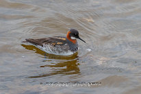 Phalarope à bec étroit