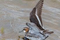 Phalarope à bec étroit