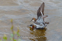 Phalarope à bec étroit