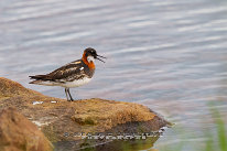 Phalarope à bec étroit