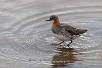 Phalarope à bec étroit