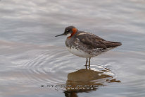 Phalarope à bec étroit