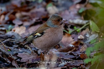 Pinson des arbres Male