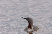 Plongeon catmarin