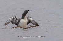 Plongeon catmarin