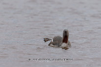 Plongeon catmarin