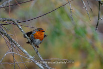 Rougegorge familier