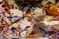 Troglodyte mignon