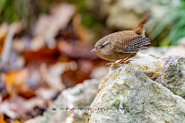 Troglodyte mignon