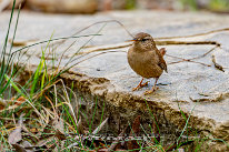 Troglodyte mignon