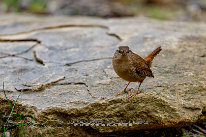 Troglodyte mignon