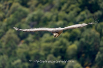 Vautour fauve Gorges du verdon, belvedère de la Carelle