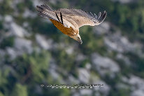 Vautour fauve Gorges du verdon, belvedère de la Carelle